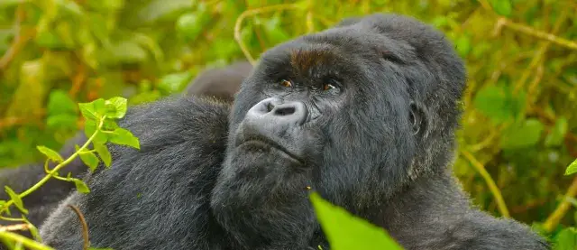 Mountain gorilla in the forests of Uganda