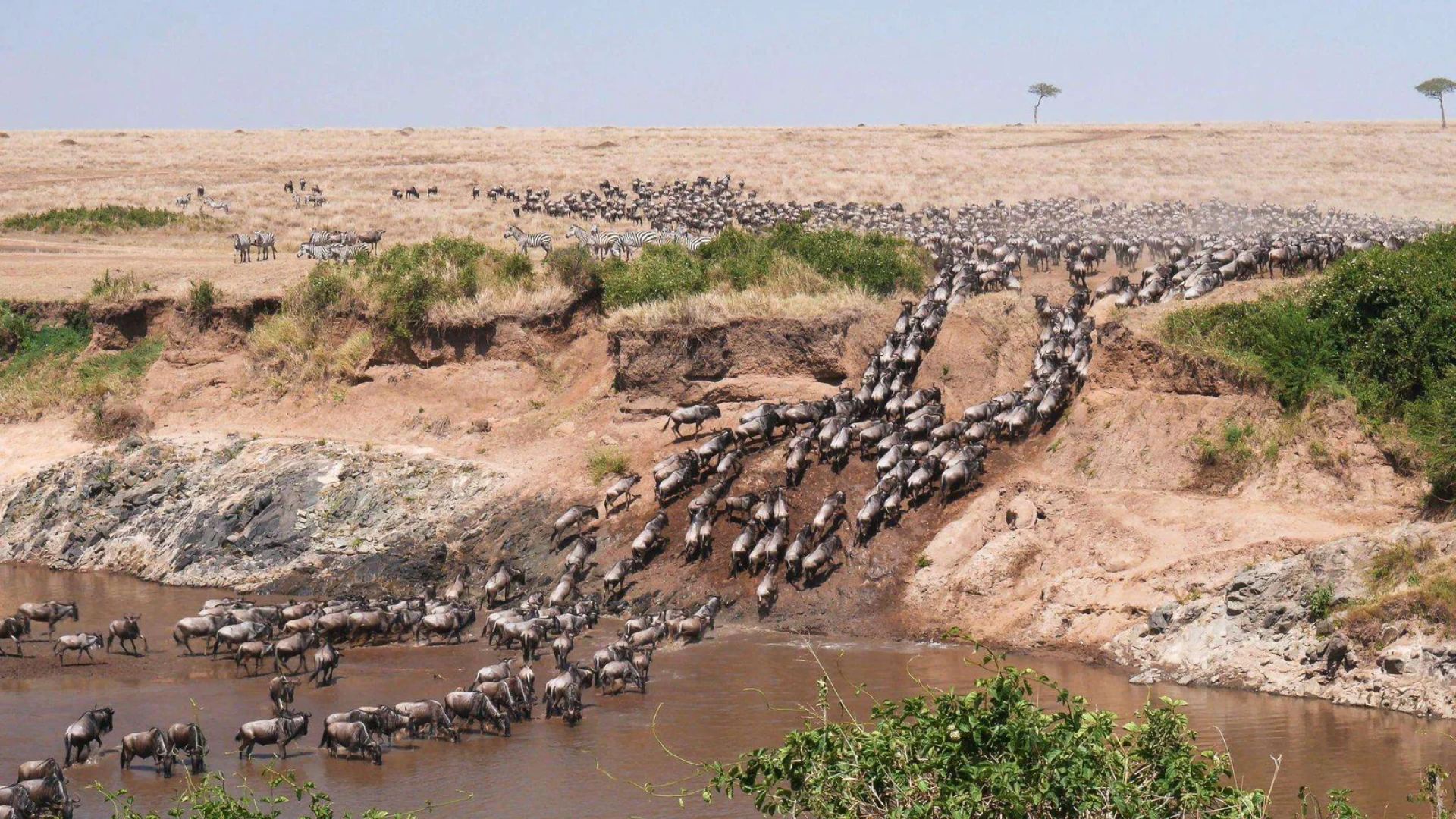 Wildebeest herd during the Great Migration