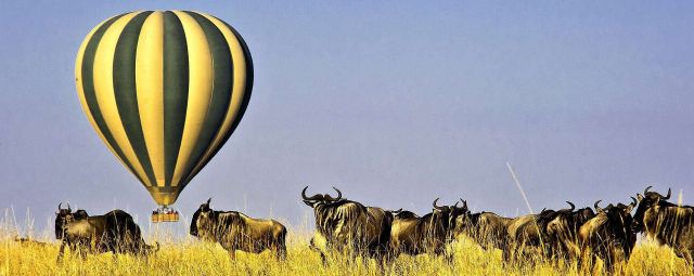 Safari traveler overlooking the savanna