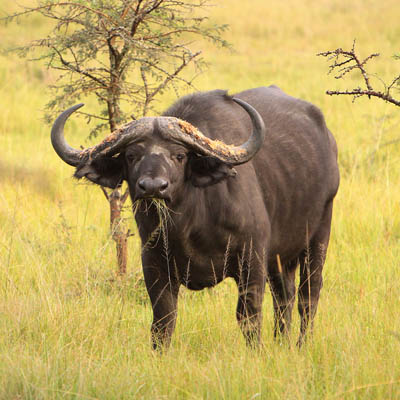 12 Days Uganda Safari Tour