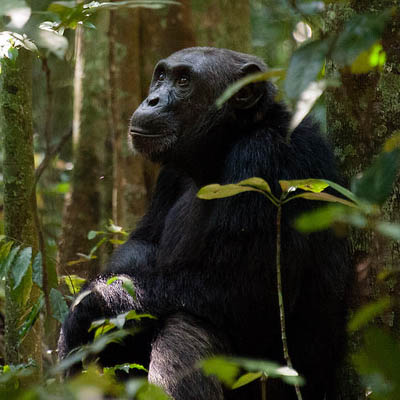 Gorilla & Chimpanzee Trekking