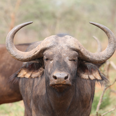 Visit Akagera and Volcanoes National Parks for a 5 Day Gorilla and wildlife experience.