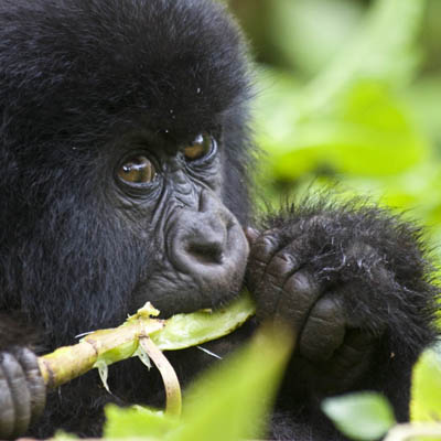 This Primate Trek safari is going to be really awesomely rewarding when you visit Bwindi impenetrable forest, kibale forest national park, and Queen Elizabeth national park. There are various views of stunning beauties at these destinations all of which are natural and on sight they come with great memories.