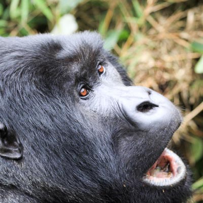 Rwanda & Uganda Gorilla Tour