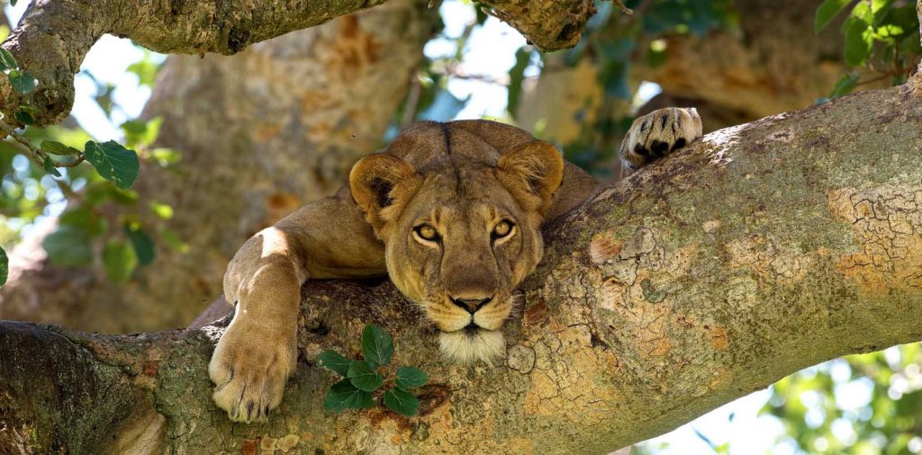 TREE CLIMBING LIONS IN ISHASHA