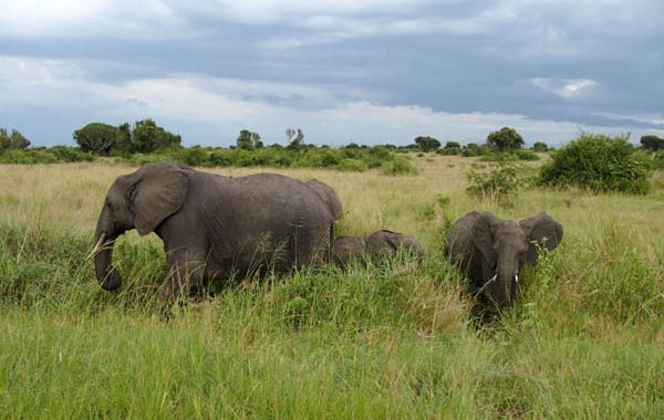10 Day Uganda Safari