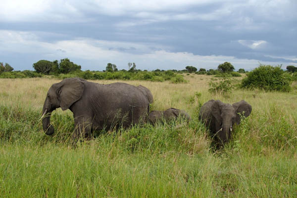 10 Days Uganda Safari - Explore uganda's top national parks in a 10 day private safari. Among the activities you will do include; gorilla trekking, boat rides, game drives, chimpanzee trekking, nature walks etc.