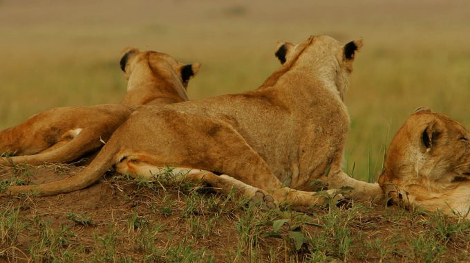 Uganda Safari Tours