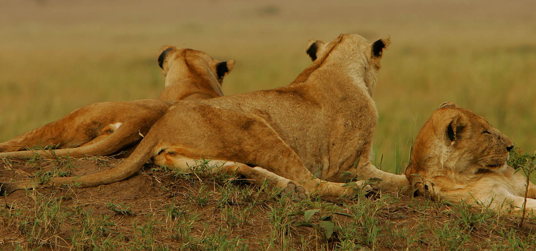 Uganda Safari Tours