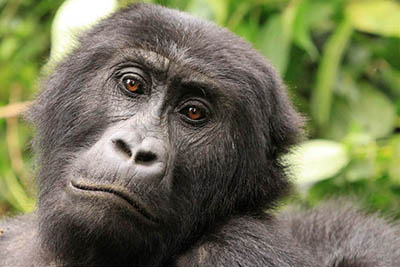 3 days Congo gorilla tracking tour