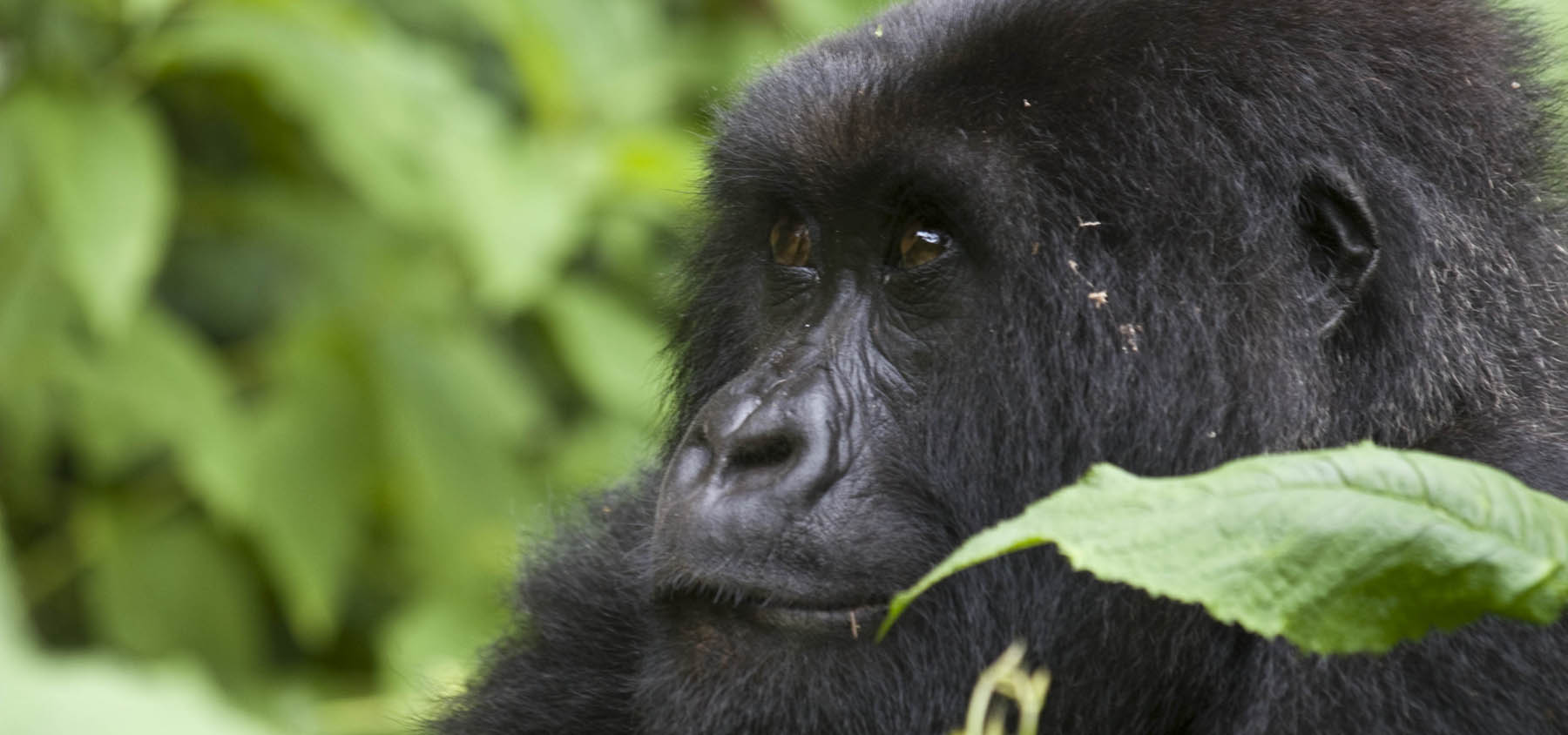 Gorilla tracking in Rwanda