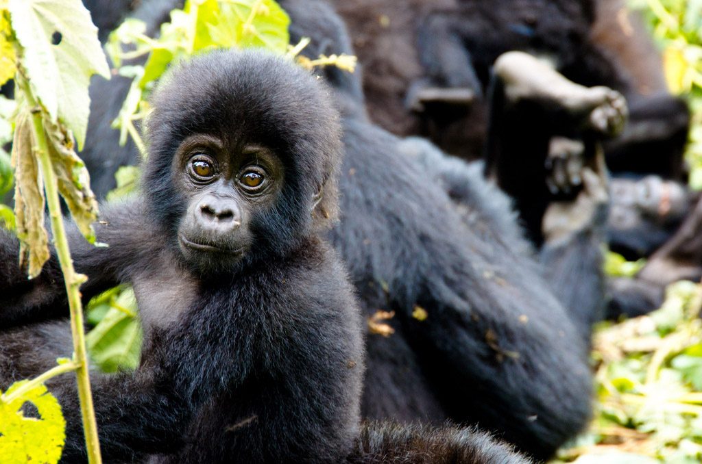Compare Gorilla Trekking and Gorilla tracking