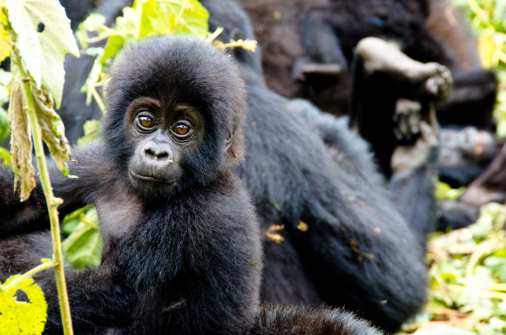 Compare Gorilla Trekking and Gorilla tracking