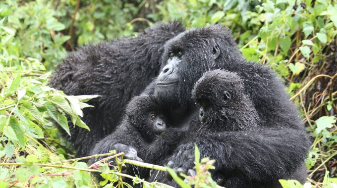 Habituated Gorilla Families In Rwanda