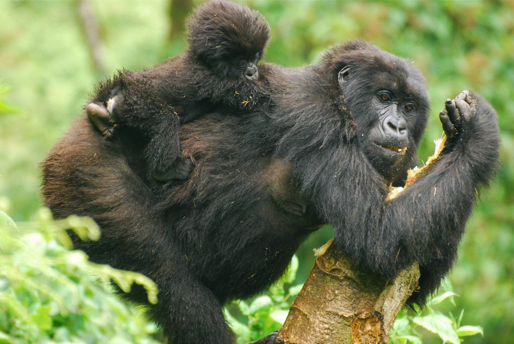 Mountain gorilla diet – what do gorillas eat
