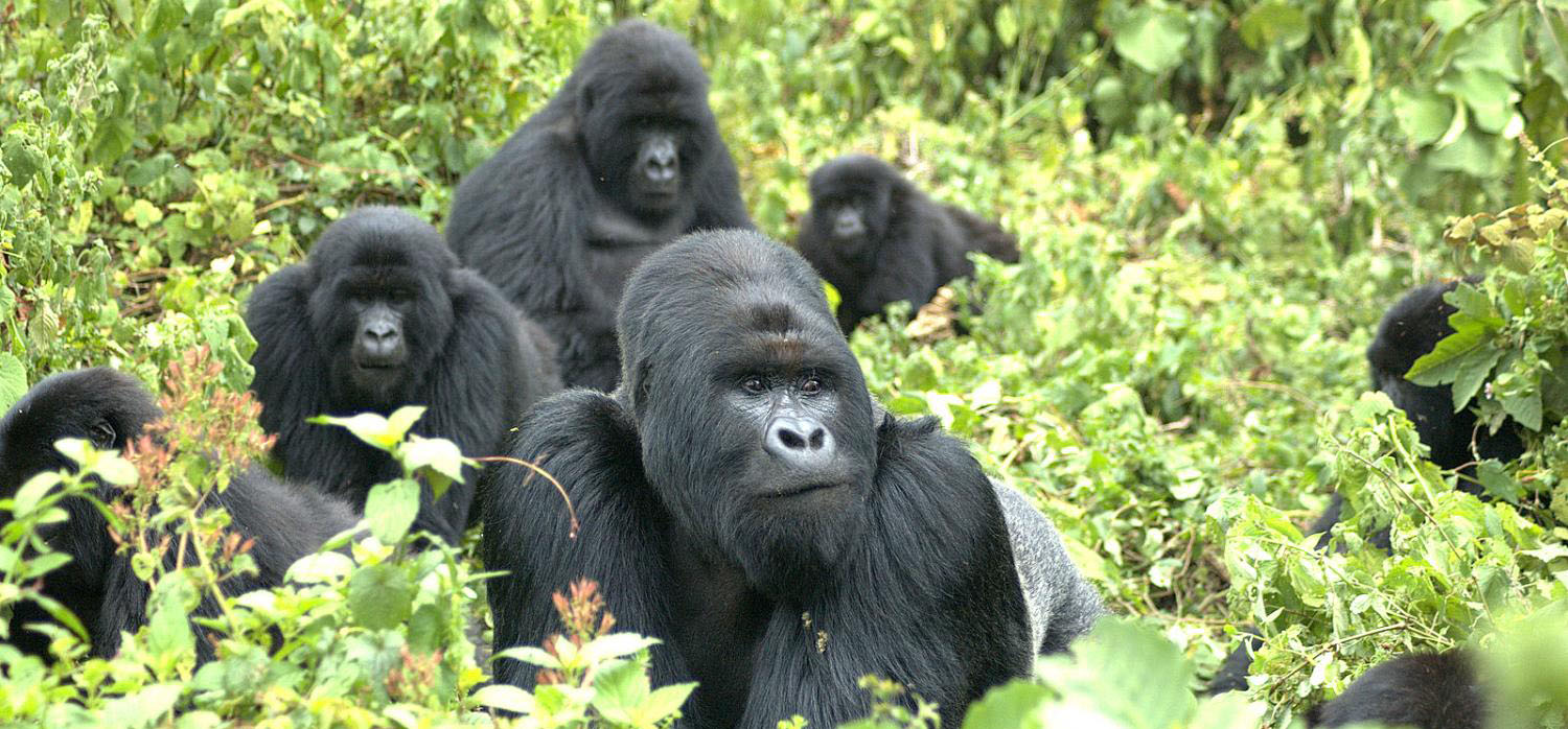 population of mountain gorillas
