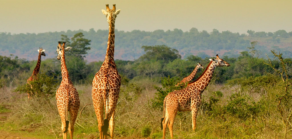 Akagera Park Giraffes
