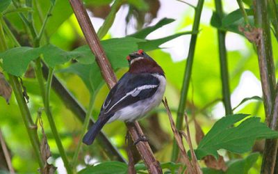 Birding In Bwindi Impenetrable National Park
