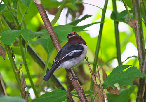 Birding in Bwindi impenetrable national park