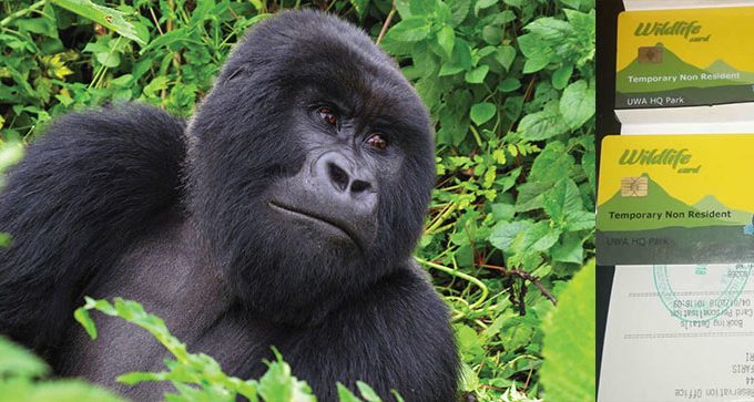 How To Book Gorilla Trekking Permits