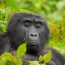 Gorilla Habituation