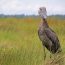 Shoebill Stork