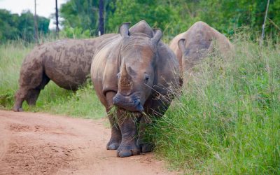 Ziwa Rhino Sanctuary Rates