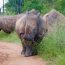 Ziwa Rhino Sanctuary Rates
