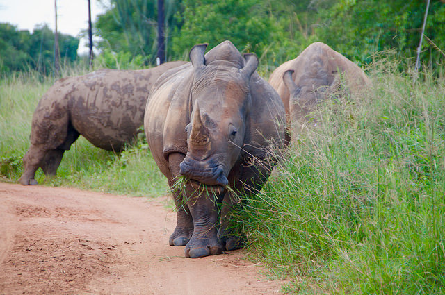 Ziwa Rhino Sanctuary Rates 2026/2027/2028