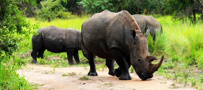 Ziwa rhino sanctuary