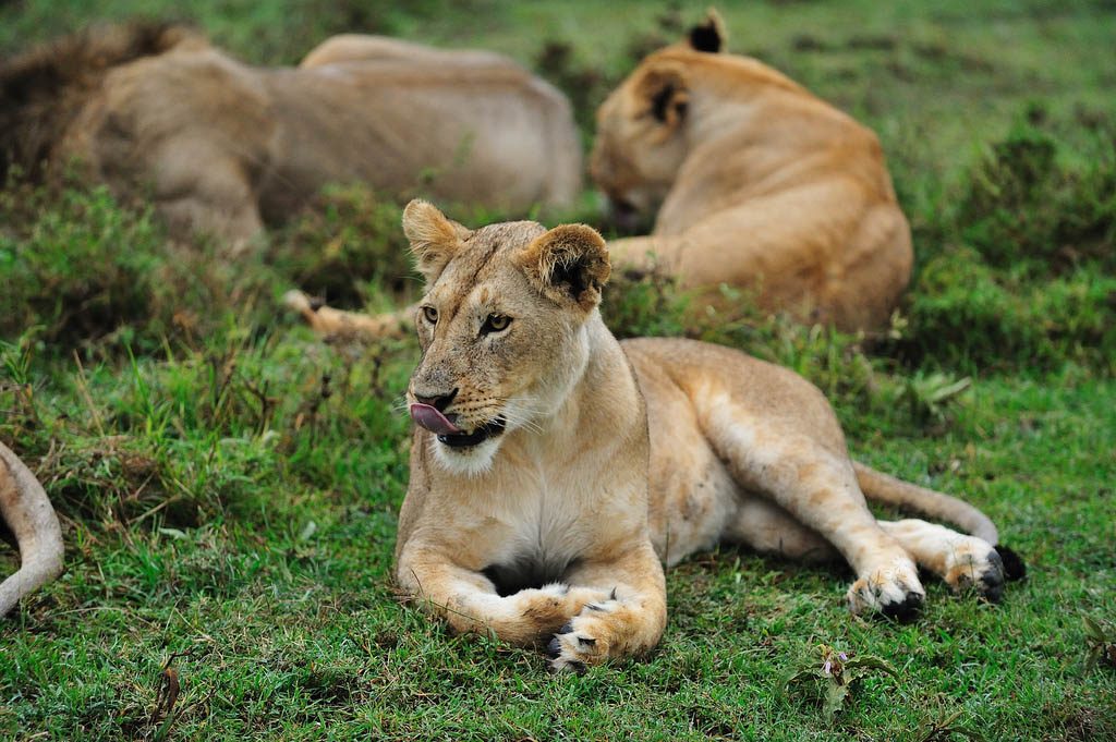 2 Day Safari Uganda ideas and advice
