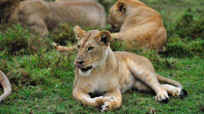 2 Day Safari Uganda Ideas And Advice