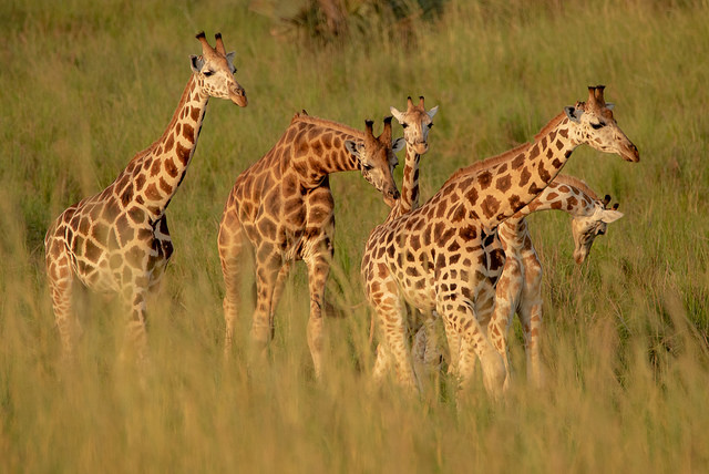 12 Days Uganda Discovery Safari