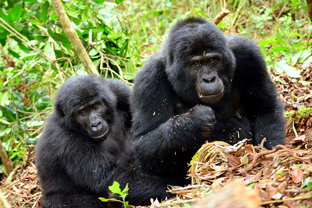 3 Days Gorilla Trekking From Kigali