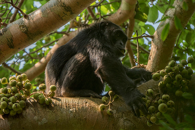6 Days Gorillas & Chimps Trekking