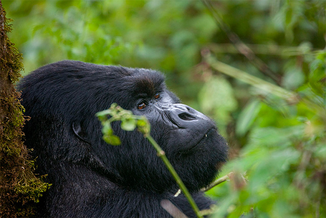 5 Days Uganda Gorilla and Wildlife
