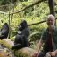 Gorilla Trekking In Uganda Via Kigali Rwanda