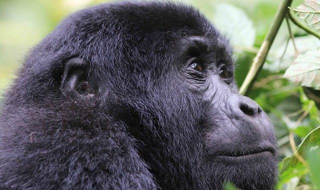 Gorilla Trekking Holidays