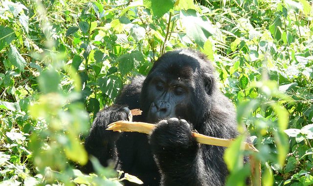 Gorilla Trekking Permit Uganda