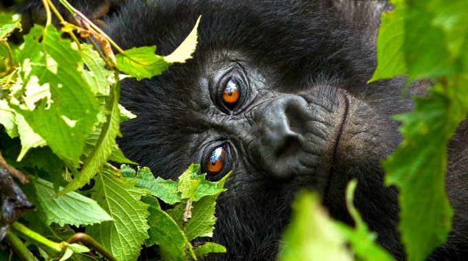 best time to visit mountain gorillas