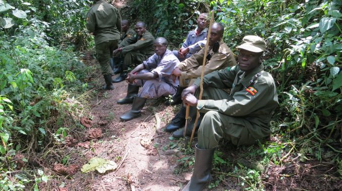 Role Of Gorilla Trackers Or Advance Team In Gorilla Trekking