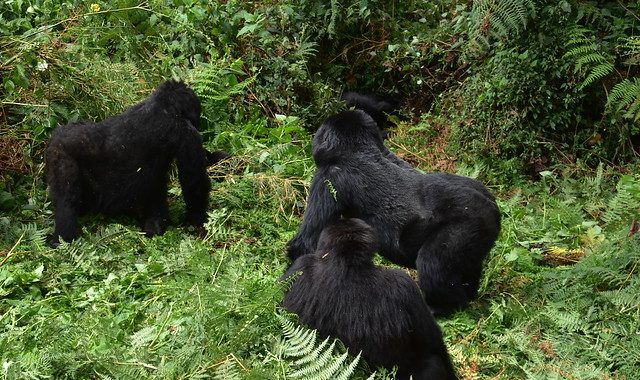 Budget Gorilla Trekking