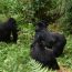 Budget Gorilla Trekking
