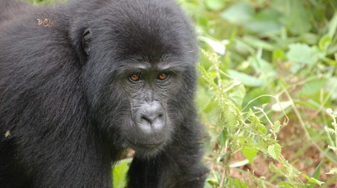 Uganda Wildlife Authority Gorilla Permits, Uwa Gorilla Permits.