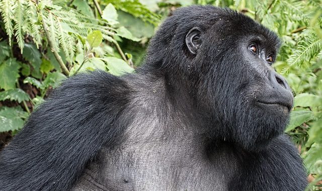 Gorilla Trekking Rwanda