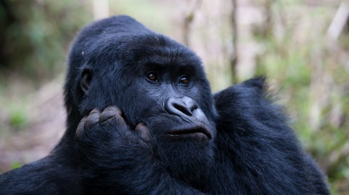 Gorilla Trekking In January