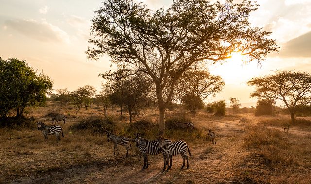 About Uganda Safaris