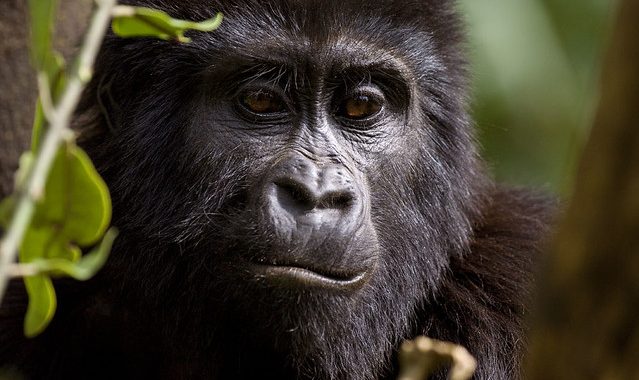 Cost Uganda Gorilla Trekking Permit Price 2025