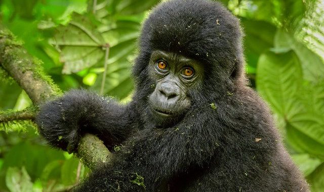 Gorilla Trekking December