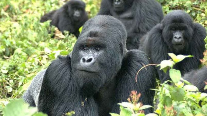 Gorilla Trekking Uganda Itinerary